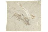 Large, Cretaceous Fossil Shrimp & Fish - Hjoula, Lebanon #201360-1